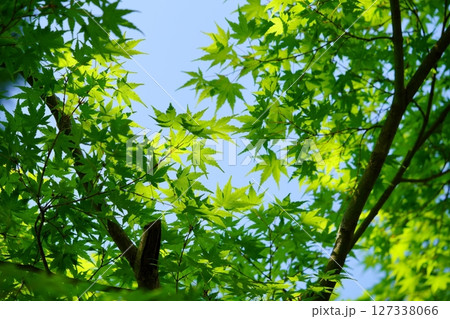 大和民俗公園・古民家の庭の新緑のカエデ 127338066