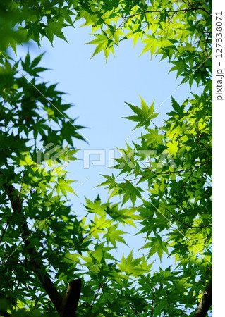 大和民俗公園・古民家の庭の新緑のカエデ 大和民俗公園・古民家の庭の新緑のカエデ 127338071