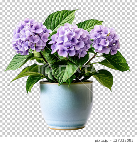 Beautiful hydrangea plant with purple flowers in light blue pot, showcasing vibrant colors and lush green leaves, perfect for home Beautiful hydrangea plant with purple flowers in light blue pot, showcasing vibrant colors and lush green leaves, perfect for home 127338093