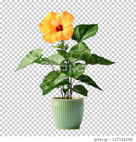 vibrant orange hibiscus flower in green pot, showcasing lush green leaves. This beautiful plant adds tropical touch to any space, 127338100