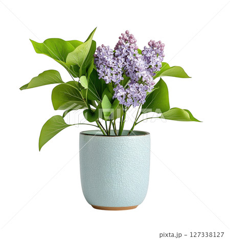 Stylish lilac plant in light blue pot, showcasing vibrant purple flowers and lush green leaves, perfect for home decor 127338127