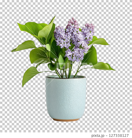 Stylish lilac plant in light blue pot, showcasing vibrant purple flowers and lush green leaves, perfect for home decor 127338127