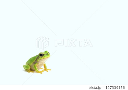 アマガエルの雨景シリーズ　アマガエルとコピースペースのある画像 127339156
