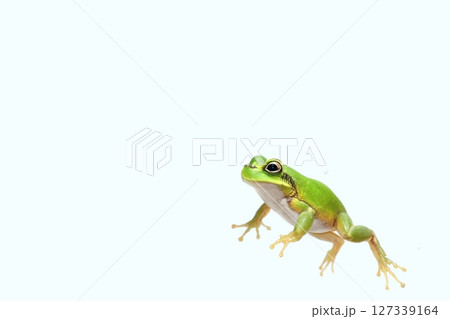 アマガエルの雨景シリーズ アマガエルとコピースペースのある画像 アマガエルの雨景シリーズ アマガエルとコピースペースのある画像 127339164