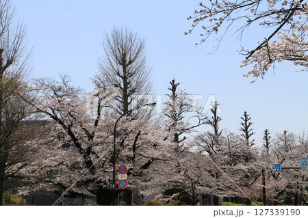 国立駅南口の大学通りの春をいろどる桜並木 国立駅南口の大学通りの春をいろどる桜並木 127339190