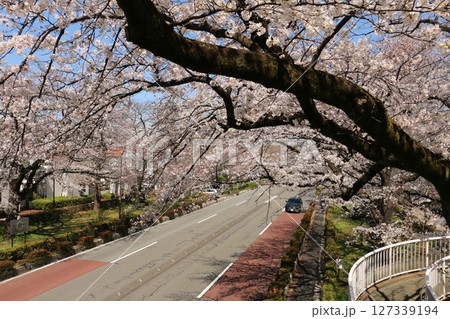 国立駅南口の大学通りの春をいろどる桜並木 国立駅南口の大学通りの春をいろどる桜並木 127339194