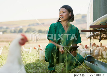 Vet woman, chicken and tablet in agriculture inspection, outdoor and farm for field analysis, bird and growth. Avian scientist, poultry expert or farming in analytics, health or care in countryside Vet woman, chicken and tablet in agriculture inspection, outdoor and farm for field analysis, bird and growth. Avian scientist, poultry expert or farming in analytics, health or care in countryside 127340064