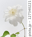 白色のクレマチスの花 127340221
