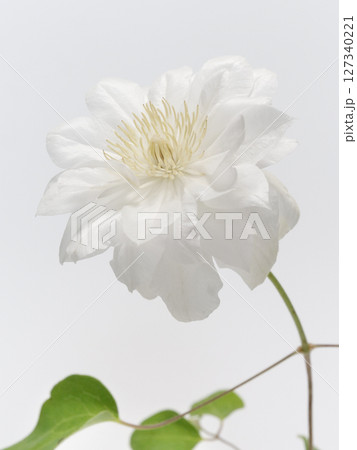 白色のクレマチスの花 127340221