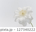 白色のクレマチスの花 127340222