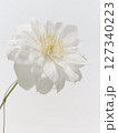 白色のクレマチスの花 127340223
