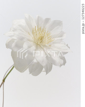 白色のクレマチスの花 127340223