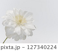 白色のクレマチスの花 127340224