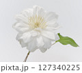 白色のクレマチスの花 127340225