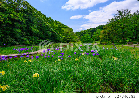 花菖蒲のある風景 花菖蒲のある風景 127340383