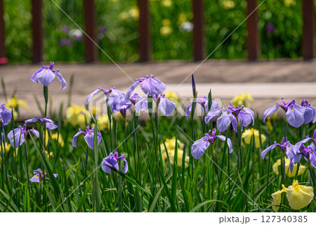 木道と花菖蒲のある風景 127340385