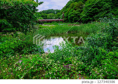 池のある緑いっぱいの風景 127340386