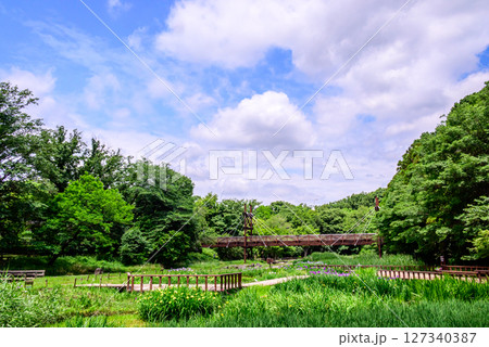 木道と花菖蒲のある風景 127340387