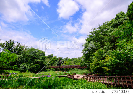 木道と花菖蒲のある風景 木道と花菖蒲のある風景 127340388