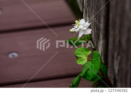 白い花八重のドクダミ 白い花八重のドクダミ 127340392