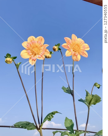 yellow cosmos flower on blue sky background yellow cosmos flower on blue sky background 127340555