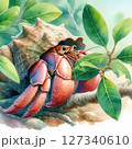 ガジュマルの葉っぱを食べるオカヤドカリ　水彩画風 127340610