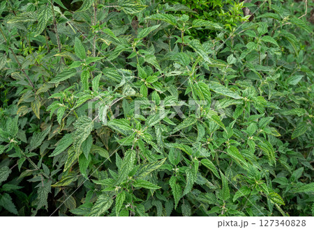 Stinging nettle plants (Urtica dioica) growth in rural Nepal. The needle-like structure within the plant contains acid and different irritating chemicals. Stinging nettle plants (Urtica dioica) growth in rural Nepal. The needle-like structure within the plant contains acid and different irritating chemicals. 127340828