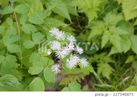 カラマツソウ ”山野草” カラマツソウ ”山野草” 127340875