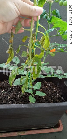 突然枯れたミニトマトの葉を持って 突然枯れたミニトマトの葉を持って 127341100