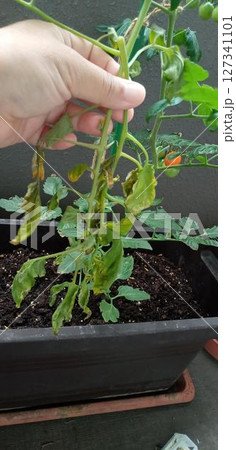 突然枯れたミニトマトの葉を持って 突然枯れたミニトマトの葉を持って 127341101
