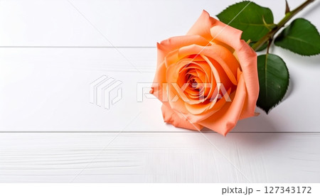 Red rose on white and yellow backgrounds 127343172