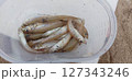 釣り中のタッパの中のシロギス 127343246