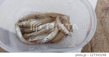 釣り中のタッパの中のシロギス 127343246