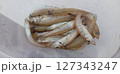 釣り中のタッパの中のシロギス 127343247
