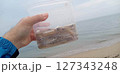 釣ったシロギスをタッパに入れてる 127343248