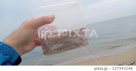 釣ったシロギスをタッパに入れてる 127343248