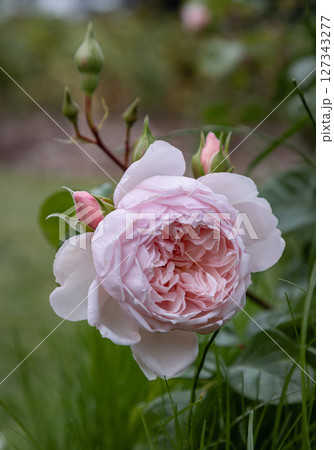 Pretty Pink Rose Flowers 'Blessings' a type of hybrid tea rose for its large. Pretty Pink Rose Flowers 'Blessings' a type of hybrid tea rose for its large. 127343277