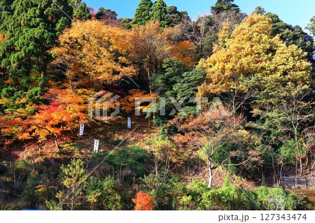 【福井県】熊川陣屋跡の紅葉 【福井県】熊川陣屋跡の紅葉 127343474