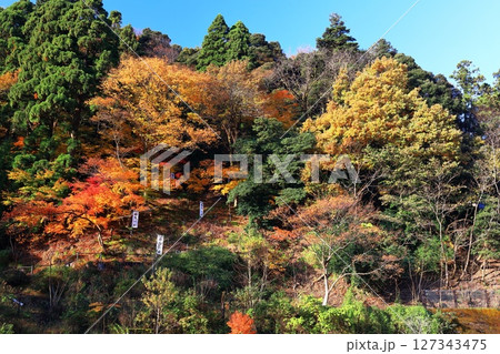 【福井県】熊川陣屋跡の紅葉 127343475