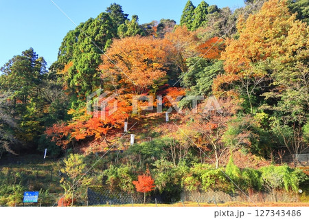 【福井県】熊川陣屋跡の紅葉 127343486