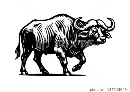 Bold monochrome vector of an African buffalo in side view. Detailed woodcut style, ideal for logos, prints, or engraving use on white background. Wildlife Animals. 127343649