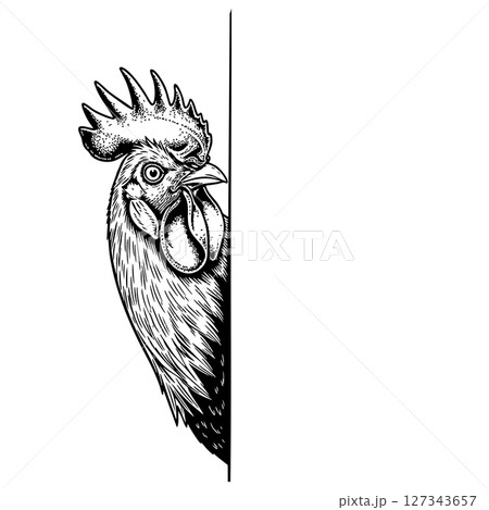 Black and white vector of a curious rooster peeking from the side. Engraved detail in classic farm illustration style. Ideal for logo or sticker use. 127343657