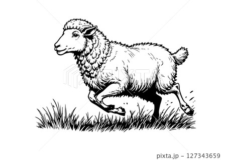 Running sheep in dynamic black and white woodcut style. Farm animal illustration for prints, merchandise, or mascot designs. 127343659