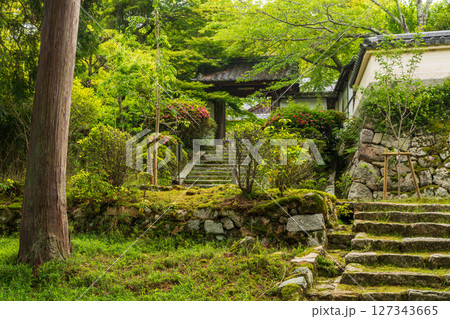 新緑の三井寺・参道 127343665