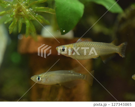 絶滅危惧種・野生メダカ 絶滅危惧種・野生メダカ 127343865