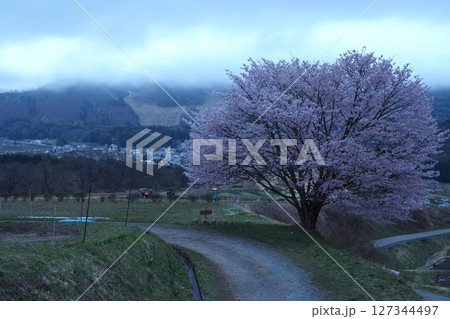 白馬村の一本桜 127344497