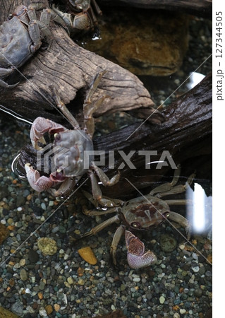 クロベンケイガニ 127344505