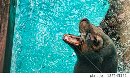 口を開けているあしか 127345331