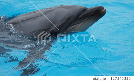 じっと見つめるイルカ 127345336