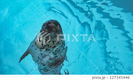 ひょっこり顔を出すアザラシ 127345446